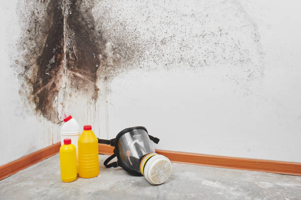 Best Mold Testing and Inspection Services in Troy, MI