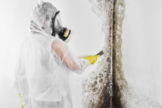 Best Black Mold Remediation in Troy, MI