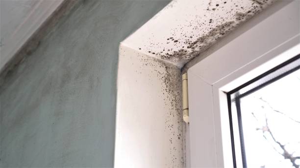 Best Mold Testing and Inspection Services in Troy, MI