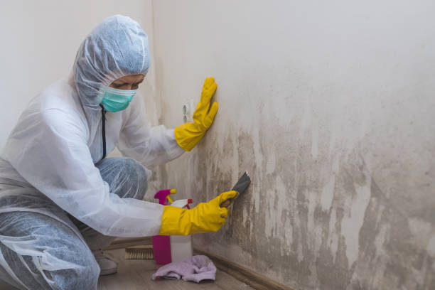 Best Kitchen Mold Remediation in Troy, MI