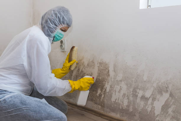 Best Commercial Mold Remediation in Troy, MI