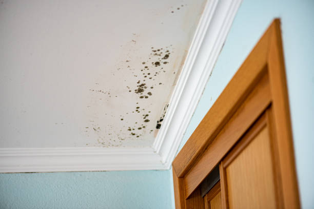 Best Health and Safety Mold Remediation in Troy, MI