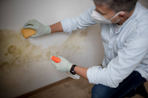 Best Localized Mold Remediation (e.g., coastal areas, humid climates) in Troy, MI