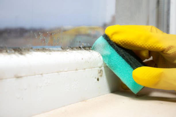 Best Commercial Mold Remediation in Troy, MI