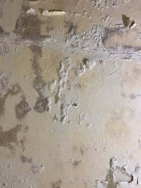 Best Residential Mold Remediation in Troy, MI