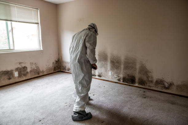 Trusted Troy, MI Mold Remediation Experts