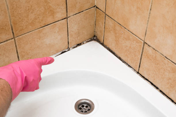 Best Residential Mold Remediation in Troy, MI
